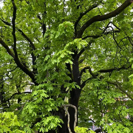 Corner Of -